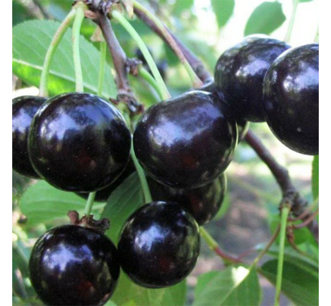 Саженцы вишни сорт Чернокорка