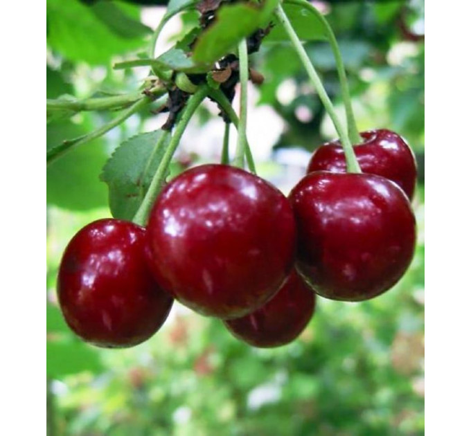 Вишня середня сорт Ерді Ботермо, підщепа магалєпка