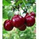 Вишня середня сорт Ерді Ботермо, підщепа магалєпка