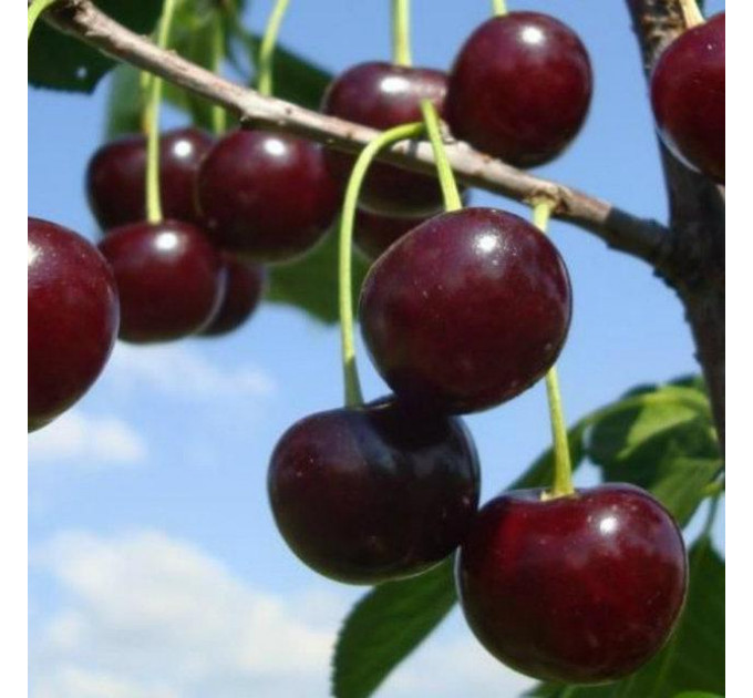 Вишня середня сорт Ерді Ботермо, підщепа магалєпка