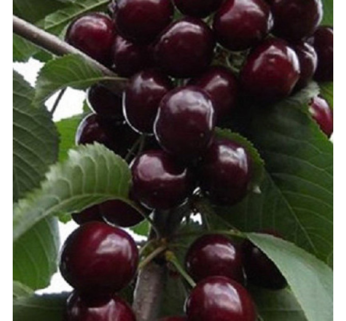 Саджанці вишні сорт Нічка, підщепа магалебка