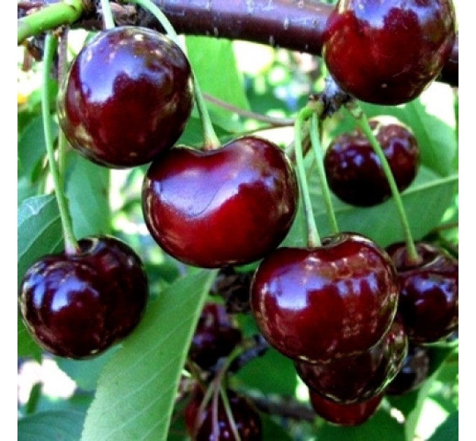 Саджанці вишні сорт Нічка, підщепа магалебка