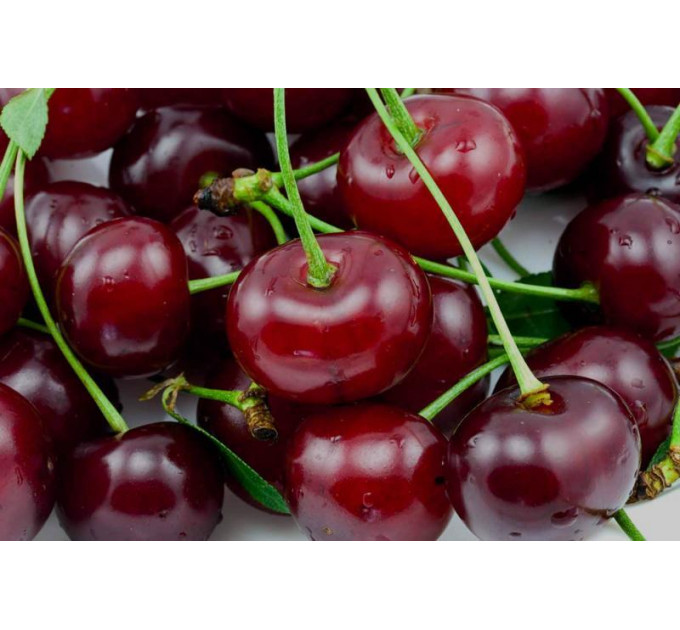 Саджанці вишні сорт Пустунка, підщепа магалєпка