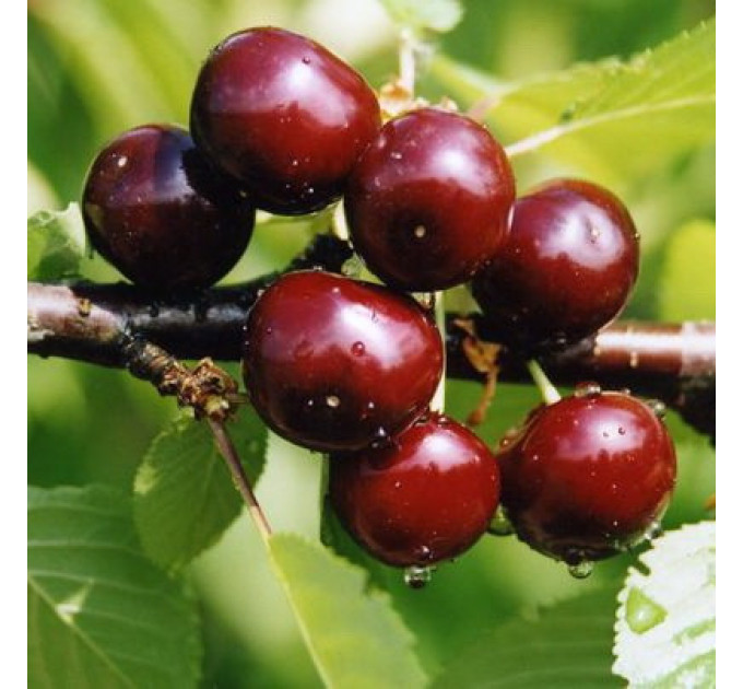 Саджанці вишні сорт Пустунка, підщепа магалєпка