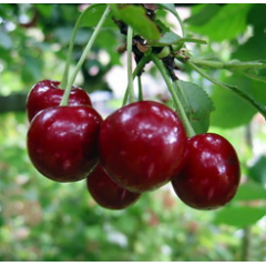 Саджанці вишні сорт Пустунка, підщепа магалєпка