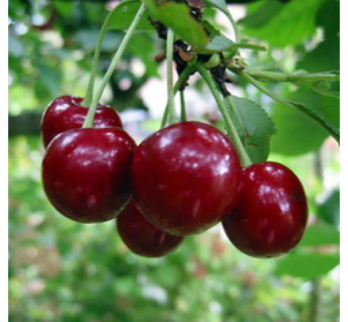 Саджанці вишні сорт Пустунка, підщепа магалєпка