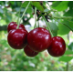 Саджанці вишні сорт Пустунка, підщепа магалєпка