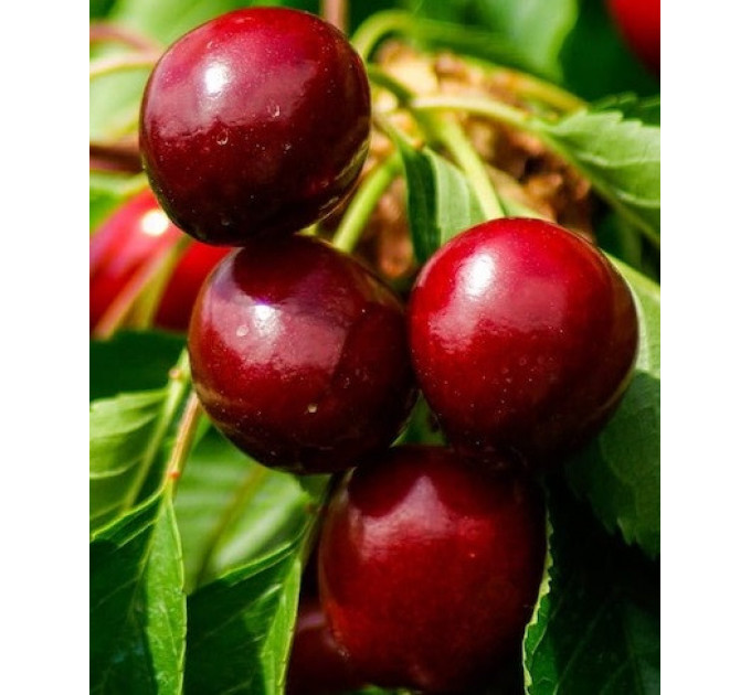 Саджанці вишні сорт Гроняста, підщепа магалєпка