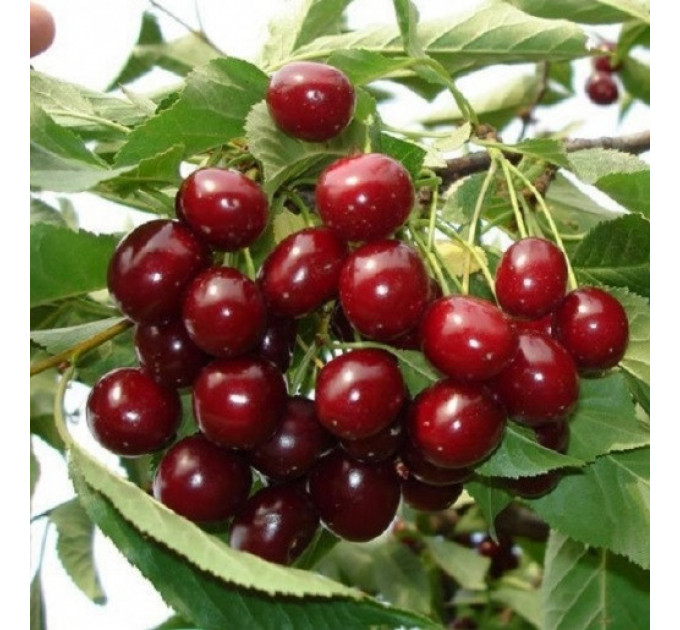 Саджанці вишні сорт Гроняста, підщепа магалєпка