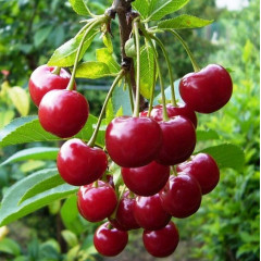 Саджанці вишні сорт Гроняста, підщепа магалєпка