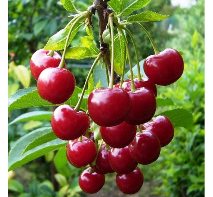 Саджанці вишні сорт Гроняста, підщепа магалєпка