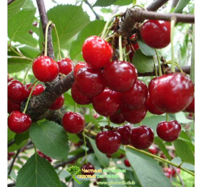 Вишня средне-ранняя сорт Игрушка, подвой магалепка