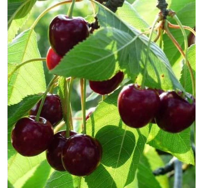 Саджанці вишні сорт Дебрецені Ботермо, підщепа магалєпка