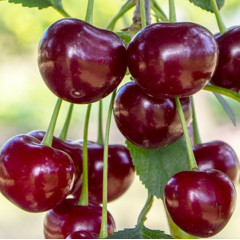 Саженцы вишни сорт Дебрецени Ботермо, подвой магалепка