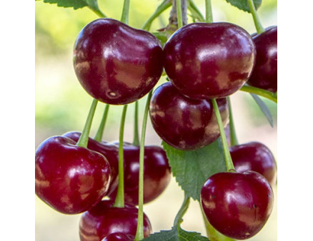 Саженцы вишни сорт Дебрецени Ботермо, подвой магалепка Саженцы вишни сорт Дебрецени Ботермо, подвой магалепка