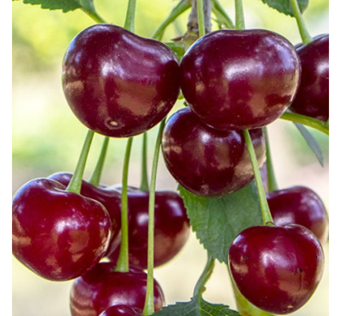 Саджанці вишні сорт Дебрецені Ботермо, підщепа магалєпка