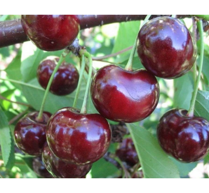Саджанці вишні сорт Корошка, підщепа магалєпка