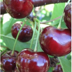 Саджанці вишні сорт Корошка, підщепа магалєпка