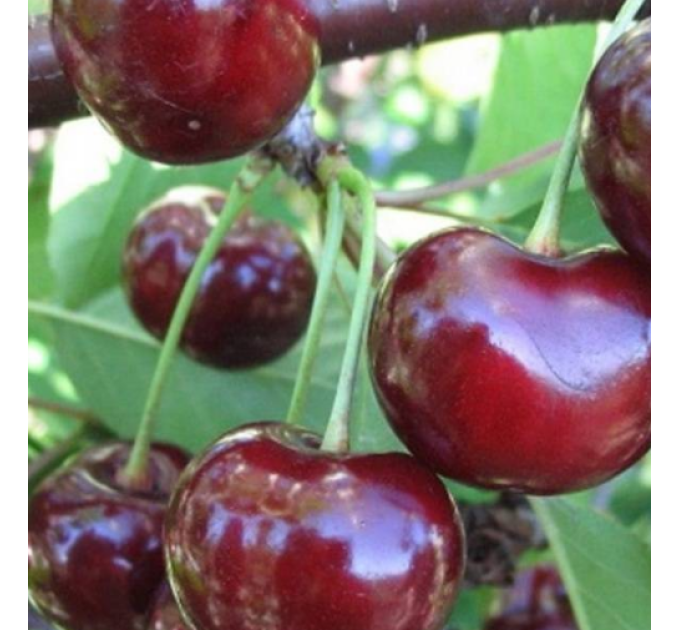 Саджанці вишні сорт Корошка, підщепа магалєпка