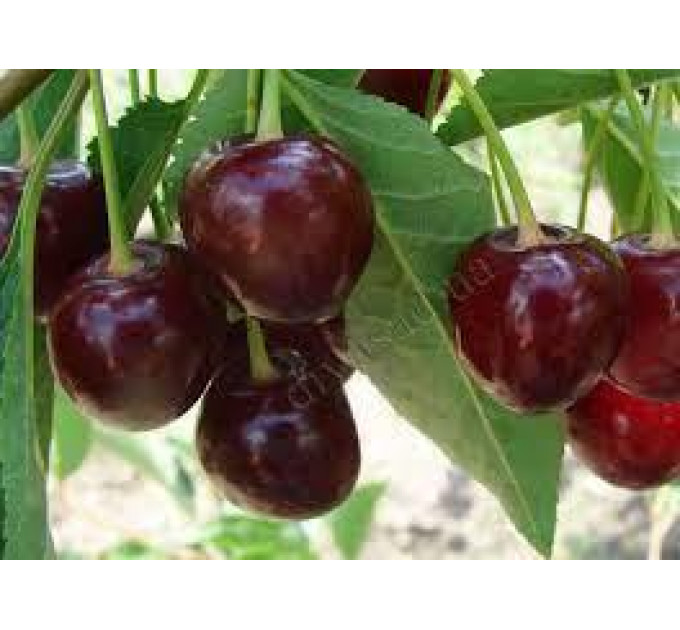 Саджанці вишні сорт Чорнокірка