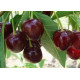 Саджанці вишні сорт Чорнокірка
