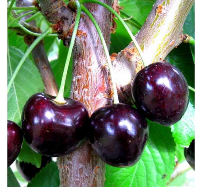 Саджанці вишні сорт Чорнокірка