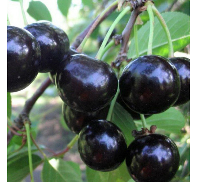 Саджанці вишні сорт Чорнокірка