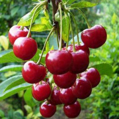 Вишня средняя сорт Эрди Ботермо, подвой магалепка 