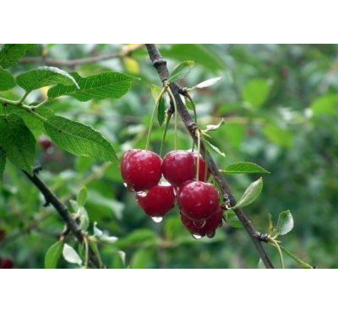 Саджанці вишні сорт Лотовка, підщепа магалєпка