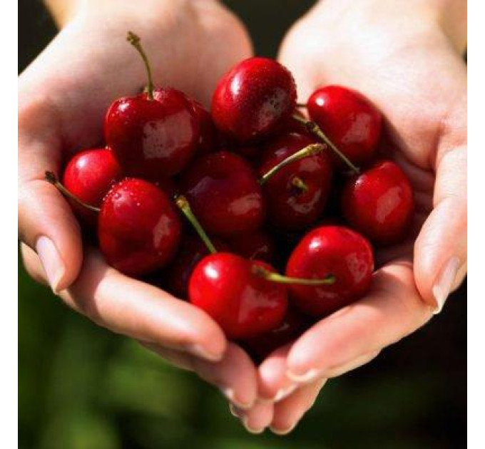 Саджанці вишні сорт Лотовка, підщепа магалєпка