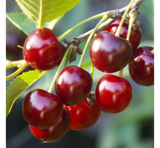 Саджанці вишні сорт Лотовка, підщепа магалєпка