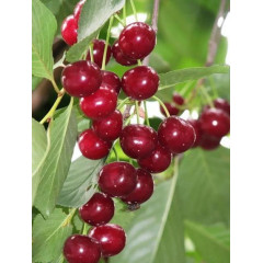 Вишня Мелітопольська десертна"