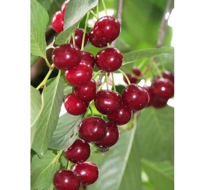 Вишня Мелітопольська десертна"