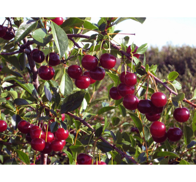 Вишня сорт Кармин Джуэль