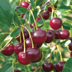 Вишня сорт Кармин Джуэль