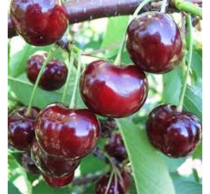 Вишня сорт Келлерис