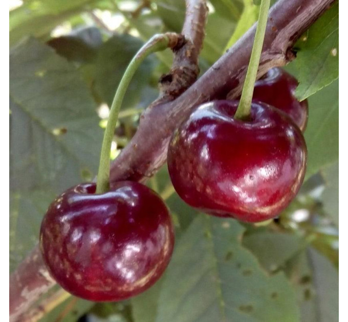 Вишня сорт Келлерис