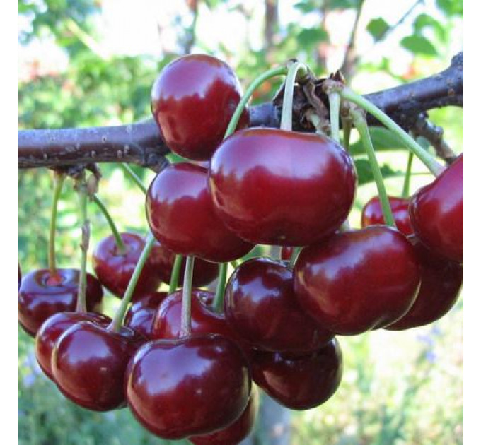 Вишня сорт Келлерис