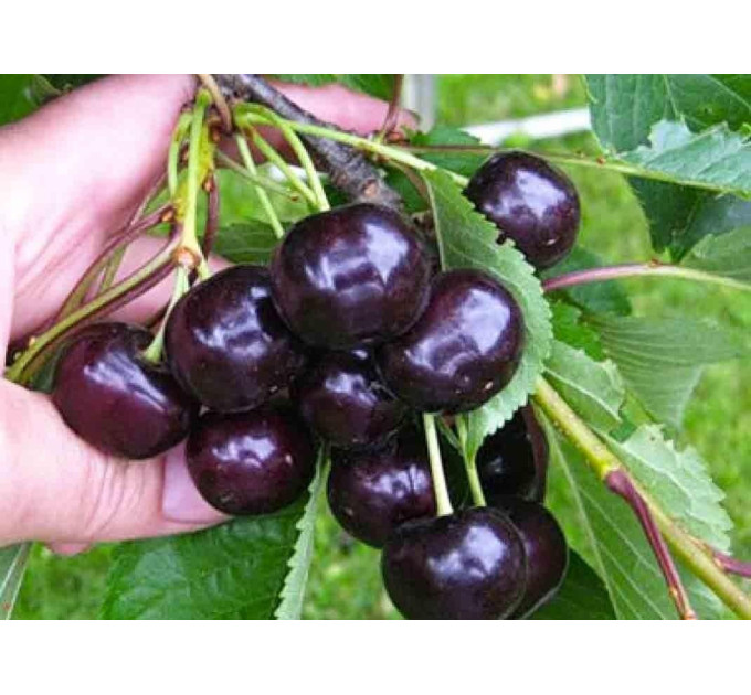 Вишня сорт Норд Стар