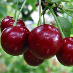 Саджанці вишні ранньої сорт Ерді великоплідна, підщепа магалєпка