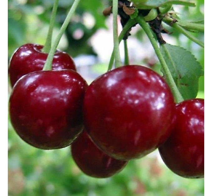 Саджанці вишні ранньої сорт Ерді великоплідна, підщепа магалєпка