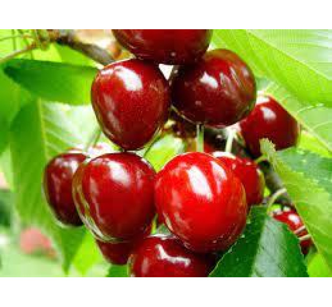 Саджанці вишні сорт Тургенівка, підщепа магалебка