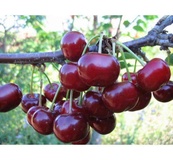 Саджанці вишні сорт Тургенівка, підщепа магалебка