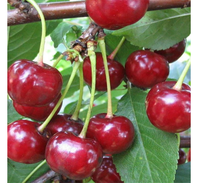 Саджанці вишні сорт Тургенівка, підщепа магалебка