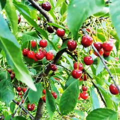 Саджанці вишні сорт Тургенівка, підщепа магалебка