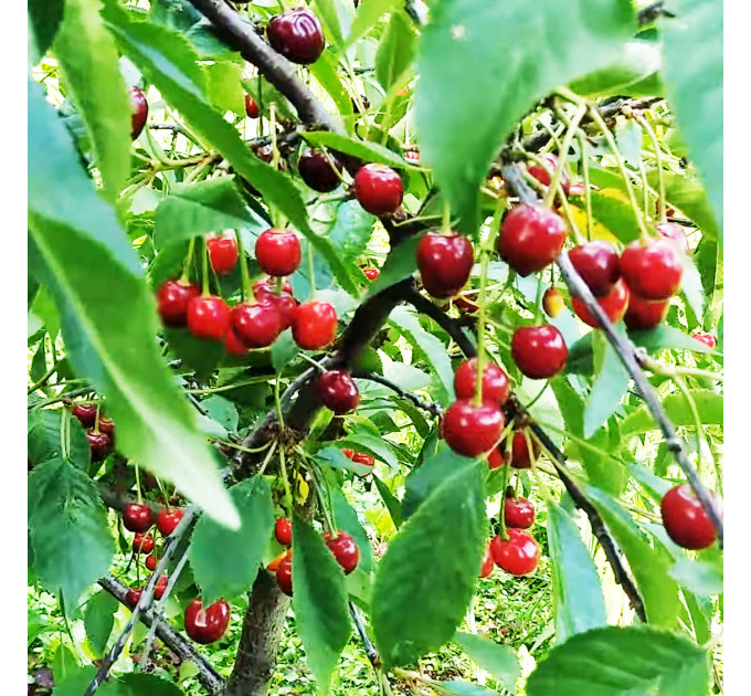 Саджанці вишні сорт Тургенівка, підщепа магалебка