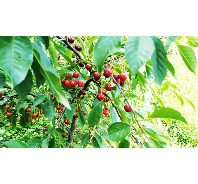 Саджанці вишні сорт Тургенівка, підщепа магалебка