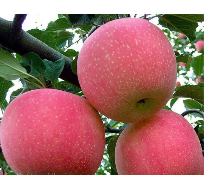 Саджанці яблуні сорт Фуджі Кіку 8