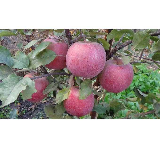 Саджанці яблуні сорт Фуджі Кіку 8