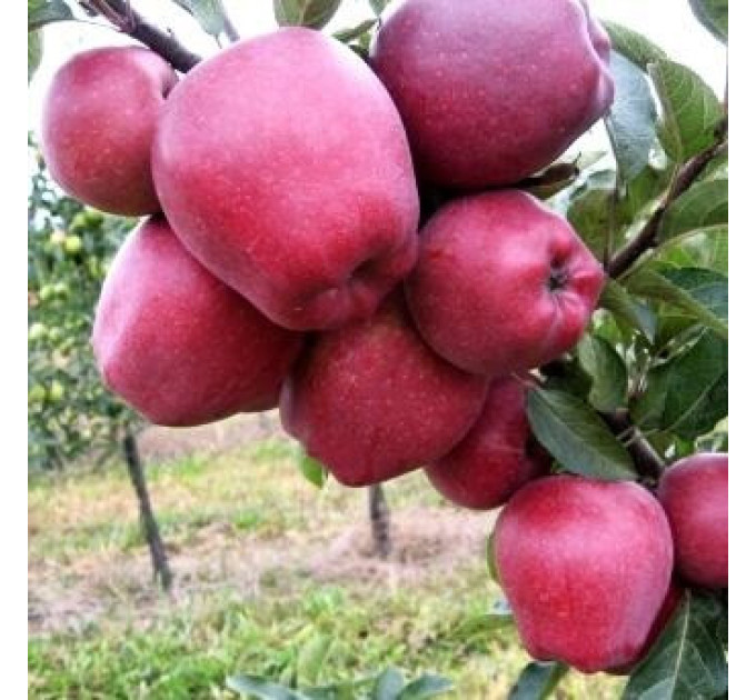 Саженцы яблони сорт Ред Чиф, подвой 54-118